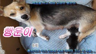 (Cat Story)개젖을 먹고 자란 고양이 행운이 8회 글빵^^