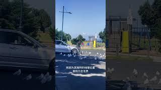 萝卜咸菜，你更喜欢哪一款？英国与土澳生活之简单比较#澳大利亚#英国#海外生活