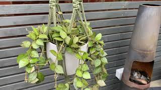 15cm Hoya Krohniana Hanging | Rare House Plant | 10.5cm Pot | 15cm Height