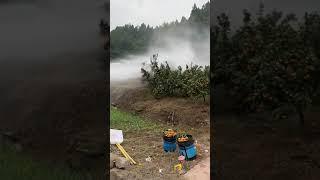 Use A High-Pressure Water Truck To Clean The Oranges !