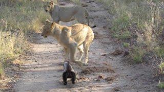 Lions Vs  Honey Badgers || ViralHog