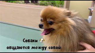 Собаки общаются между собой, пугая друг-друга перед прививкой. Pomeranian vaccination.