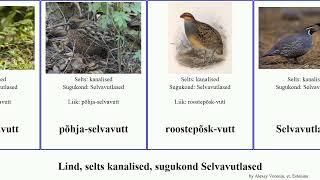 Lind, selts kanalised, sugukond Selvavutlased bird maia maskvutt selvavutt aimaraa prill-selvavutt