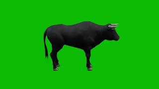 Bull Green Screen 4K