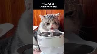 The Way Cats Drink #funny #cute #cat