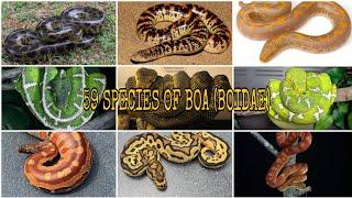 MOST COMPLETE !!! 59 SPECIES OF BOA (BOIDAE)