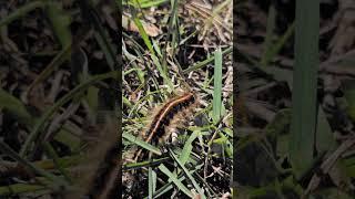 Toltec Monk - Caterpillar Magic