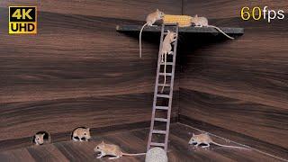 Cat tv mice hide & seek, climbing & jumping on ladder for cats to watch 8 hour 4k UHD
