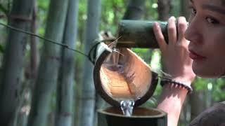 Survive in the forest - Find drinking water filtered from bamboo trees |  Run My Life