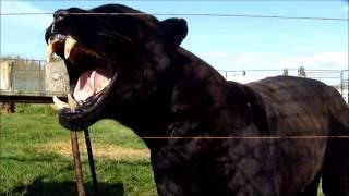 Magnum Black Jaguar Growl, Black Panther Showing Teeth