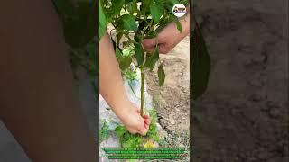 How to Branch Pepper Plants for Better Growth #PepperPlantCare #PlantPruning