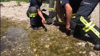 Freiwillige Feuerwehr Oberwaltersdorf Tierrettung Entenfamilie 04.07.2019