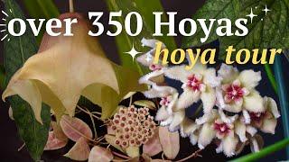 Hoya tour 2023: See MORE of my collection of over 350 hoyas in one room | Episode 2