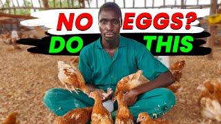 Why Your Chickens Are Not Laying Eggs - And How to FIX IT!