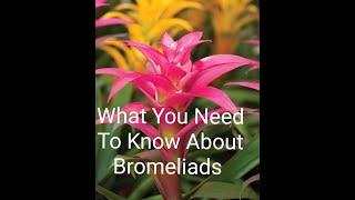 Growing A Bromeliad And How To Care For A Bromeliad Plant