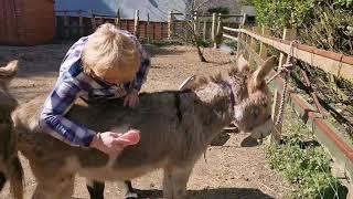 Donkey grooming