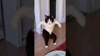 Wow, cute cat is screaming 