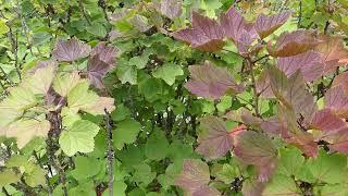 Ribes spicatum ssp. laponicum