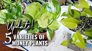 5 Varieties of Money Plant Propagation | Transferring From Water to Soil