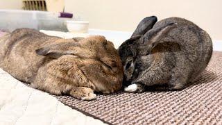 Why These Two Bunnies Are True Soulmates!