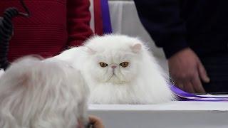 CFA International Cat Show 2016 - Best of the Best