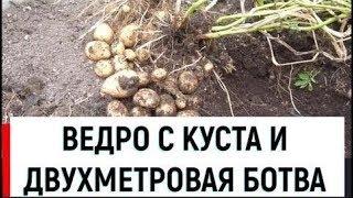 Как увеличить урожай картошки с помощью Золотого Золота