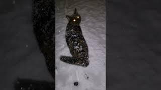 Snow Cats