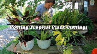 Potting Tropical Plant Cuttings