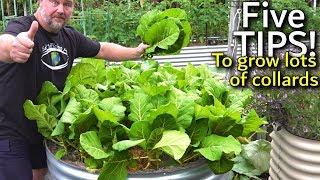 5 Tips How to Grow a Ton of Collards in a Raised Container Garden Bed