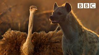 Zalika the Hyena FIGHTS an Ostrich | Serengeti - BBC