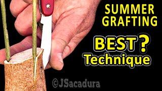 EARLY SUMMER GRAFTING | BEST GRAFTING TECHNIQUE for OLIVE TREES with RESULTS