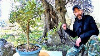 How To Create Bonsai Tree From Collected Material: The Olive Tree Styling (Olea Europaea)