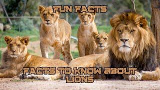 FACTS to KNOW about LIONS: Nature Unleashed!!! #shorts #facts