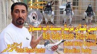 Ustad Ahmed Qambar|Main Teddy Breeder Setup|Shouq|Sakhi Waly Orginal Bloodline Teddy Kabtron K Shouq