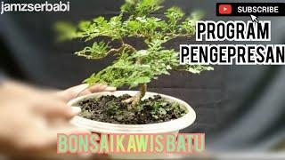 Program Pengepresan Cabang Bonsai Kawis Batu @jamzserbabi