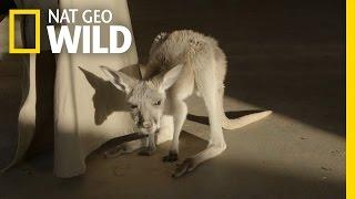 Baby Kangaroos Learn to Hop | Kangaroo Dundee