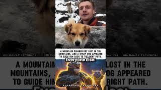 Lost Climber Saved by Stray Dog | Mountain Guide Miracle ️