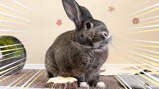 Funny Rabbit Makes Donuts!