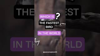 Do U Know #edit #shortsfeed #facts #bird #birds #interestingfacts #mustwatch #peregrinefalcon