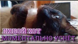 Усыпляющая музыка для кошек, котов и котят с мурчанием !!!Расслабляющая кошачья музыка с мурчанием !