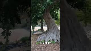 R70 팽나무 미니 특수목 010-9315-8804