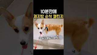 10분만에 체지방 '순삭'하는 '무료' 챌린지 #다이어트 #다이어트운동