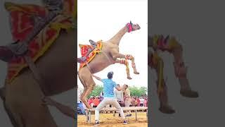#camel #camels #entertainment