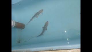Large Amu Darya shovelnose sturgeons. Nukus Balyk fish hatchery. Nukus, Uzbekistan 01.11.2024
