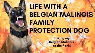 Life with a Belgian Malinois Family Protection Dog