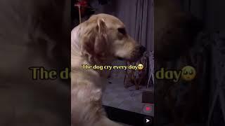 Dog cries every day after owner dies(warning very sad