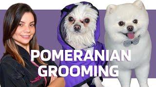 POMERANIAN DOG GROOMING TIPS WITH SCISSORS #doggrooming #pomeranian #doghaircut