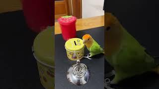 Smart Parrot So Cute | Amazing Little Parrot