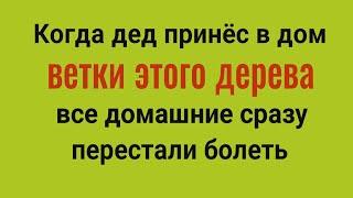 Из дома уйдёт порча, ругань и болезни! Принесите в дом ветки этого дерева