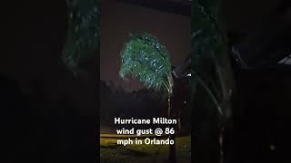 Palm tree during Milton!!    #miltonhurricane #hurricanemilton #weather